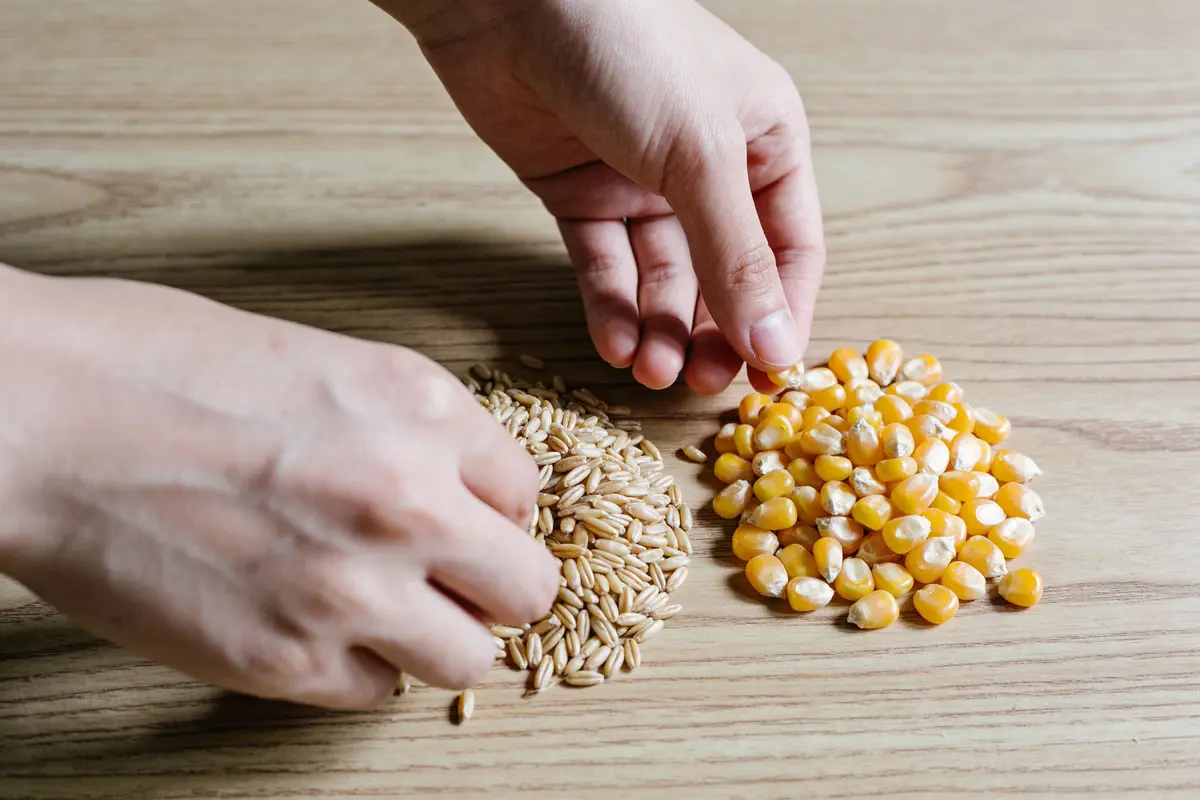 Des mains trient des grains de maïs jaunes et des grains d'avoine clairs sur une table en bois.